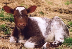 Young Calf at Narrowdale