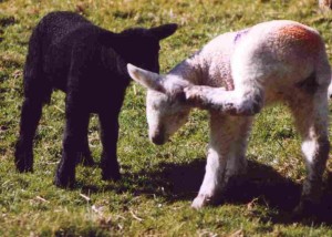 New Lambs at Hopedale